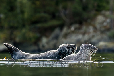 BB 15 0576 / Phoca vitulina / Steinkobbe